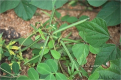 Vigna radiata
